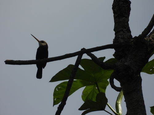 White-throated Jacamar (Brachygalba albogularis), photo 7