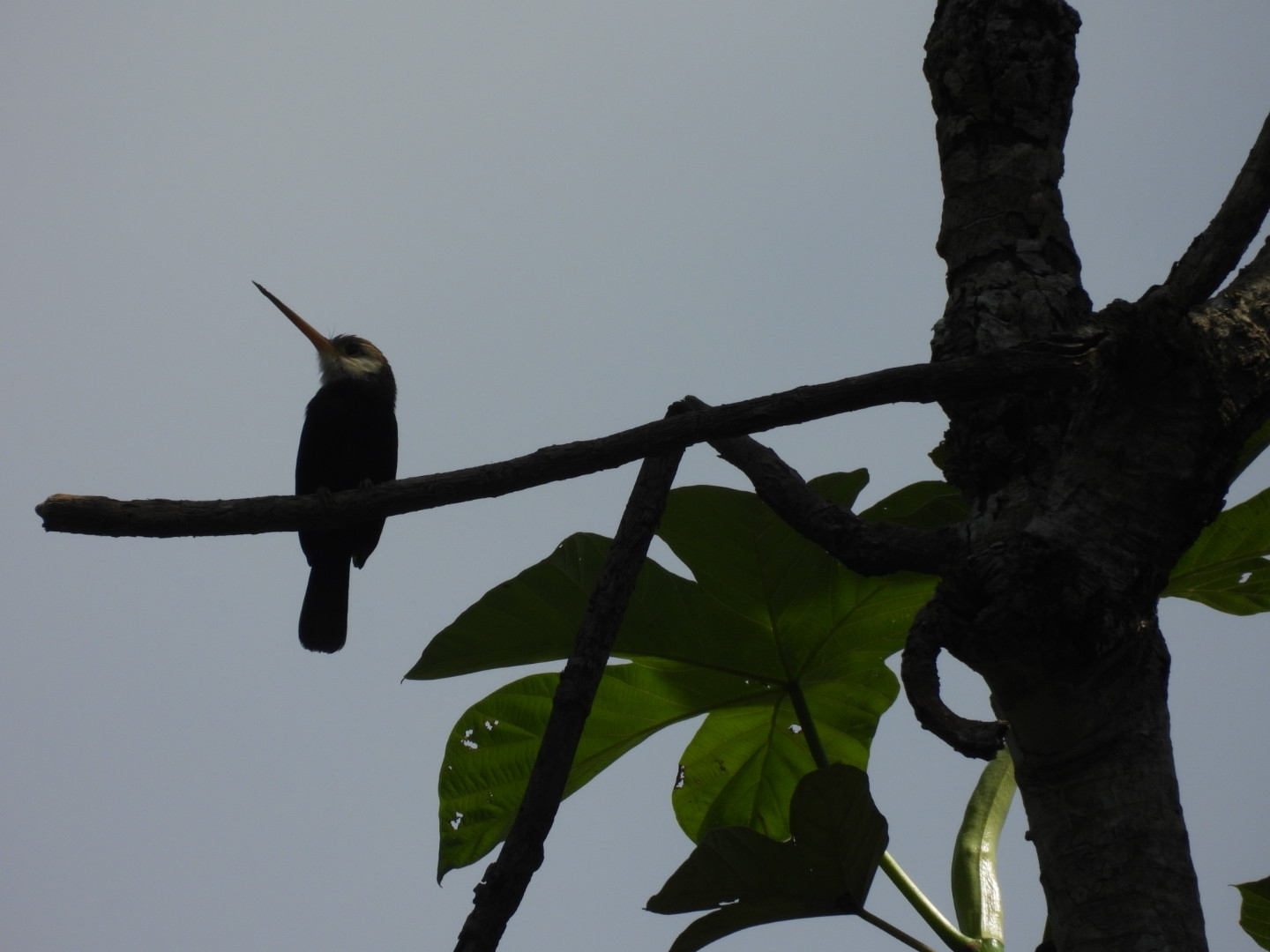 White-throated Jacamar (Brachygalba albogularis), photo 7