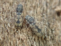 Synchita undata