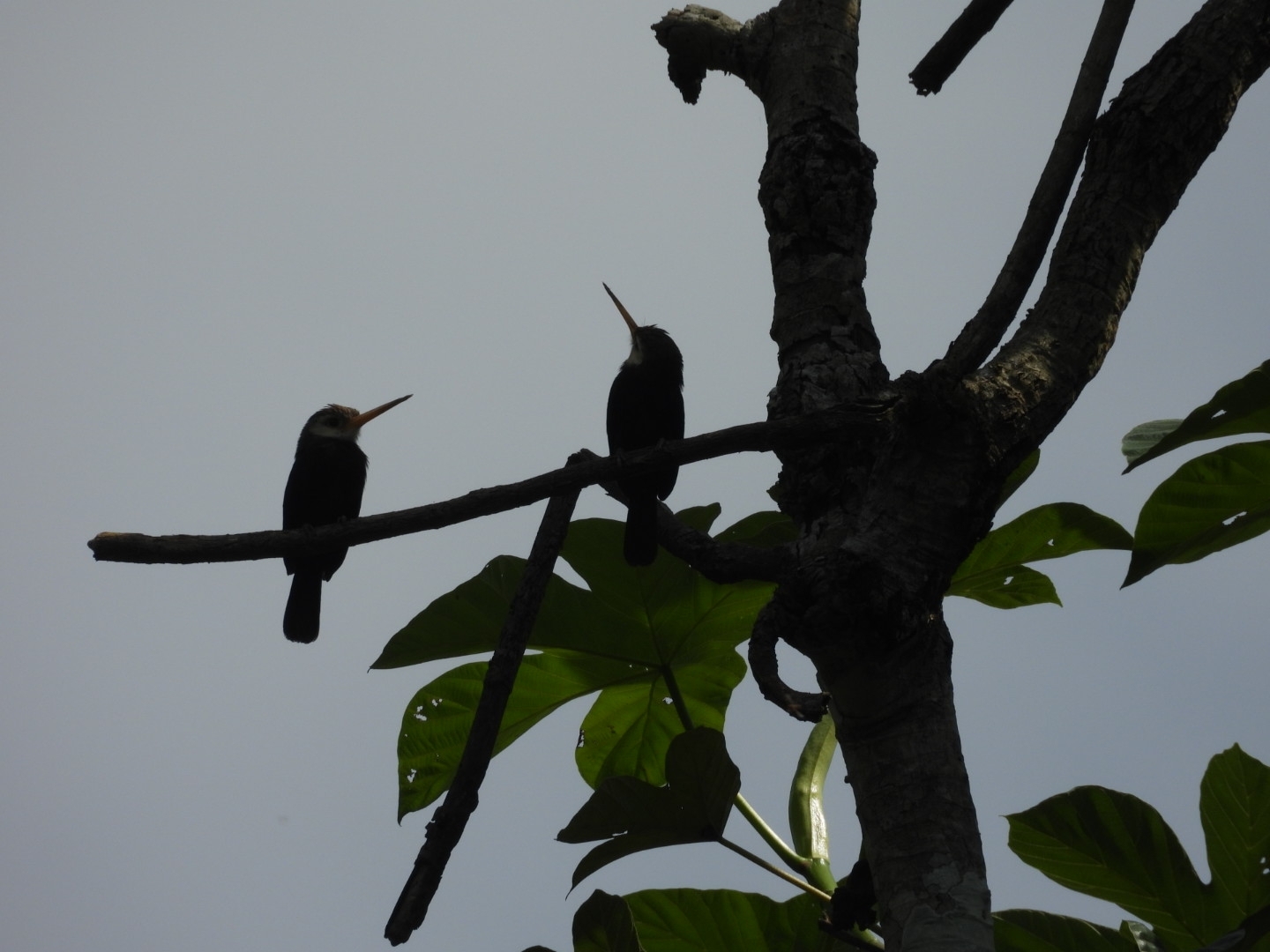 White-throated Jacamar (Brachygalba albogularis), photo 8