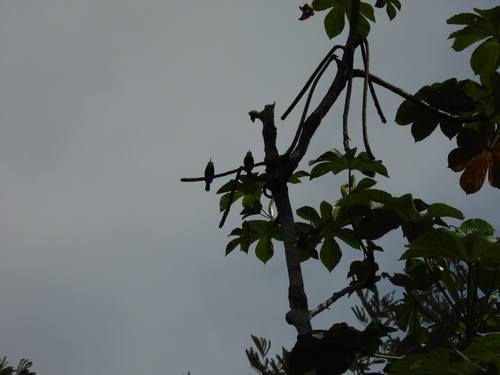 White-throated Jacamar (Brachygalba albogularis), photo 9