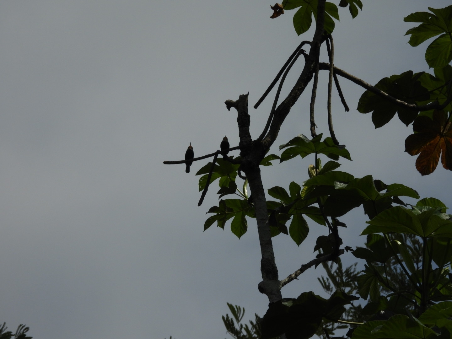 White-throated Jacamar (Brachygalba albogularis), photo 9