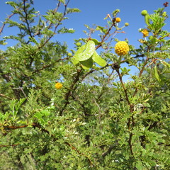 Vachellia swazica