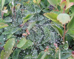 Agelena labyrinthica