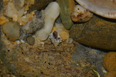 Nodilittorina pyramidalis