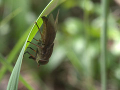 Cydistomyia fergusoni