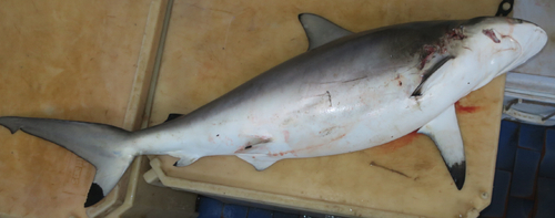 Smoothtooth blacktip shark