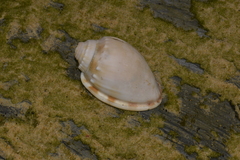 Phalium bandatum