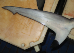 Carcharhinus sorrah