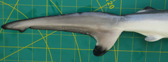 Carcharhinus sorrah
