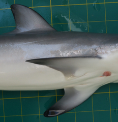 Carcharhinus sorrah