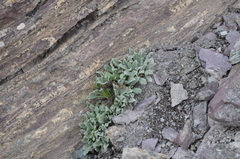 Saussurea gnaphalodes