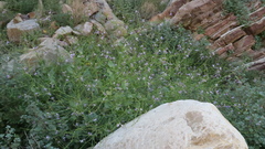 Physorhynchus chamaerapistrum