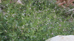 Physorhynchus chamaerapistrum