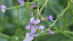 Physorhynchus chamaerapistrum