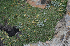 Potentilla tetrandra