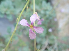 Physorhynchus chamaerapistrum