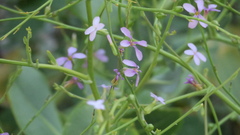 Physorhynchus chamaerapistrum