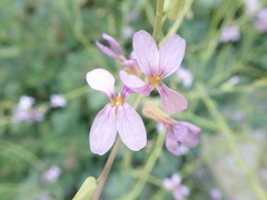 Physorhynchus chamaerapistrum