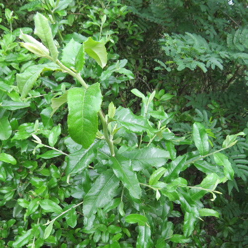 Brachylaena ilicifolia image