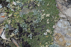 Saussurea gnaphalodes