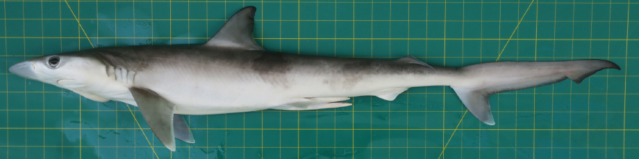 Sliteye Shark