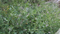 Physorhynchus chamaerapistrum