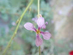 Physorhynchus chamaerapistrum