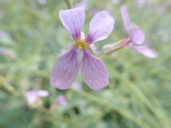 Physorhynchus chamaerapistrum