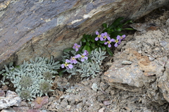 Saussurea gnaphalodes