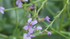 Physorhynchus chamaerapistrum