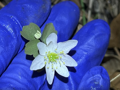 rue anemone