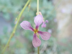 Physorhynchus chamaerapistrum
