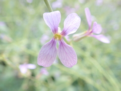Physorhynchus chamaerapistrum