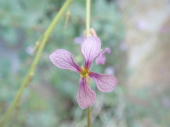 Physorhynchus chamaerapistrum