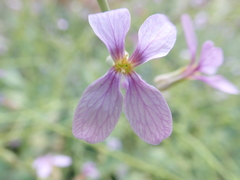 Physorhynchus chamaerapistrum