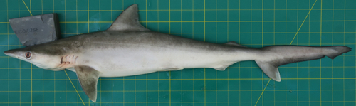 Milk Shark