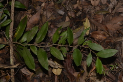Diospyros pentamera