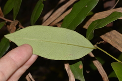 Diospyros pentamera