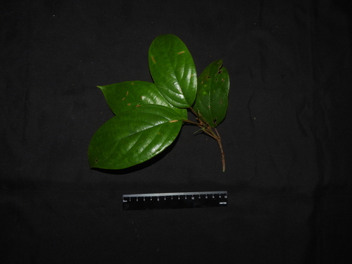 Baccaurea bracteata observed 2025-11-26