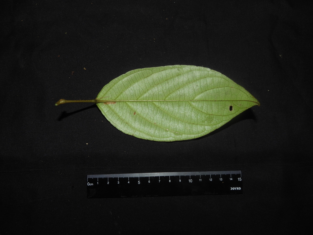 Baccaurea bracteata (Baccaurea bracteata)