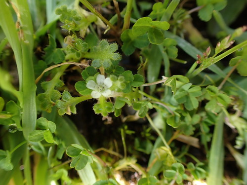 Nemophila pedunculata, photograph 6