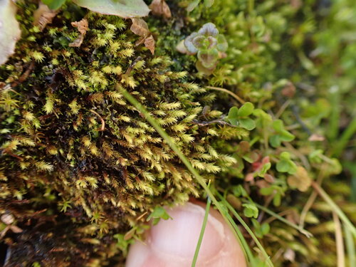Philonotis capillaris observed 2026-03-05