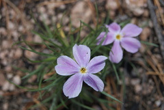 Phlox sibirica