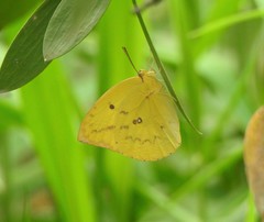 Catopsilia gorgophone