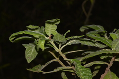 Psychotria loniceroides