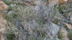 Plocama aucheri