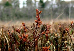Myrica gale tomentosa