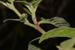 Psychotria loniceroides
