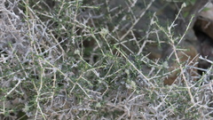 Plocama aucheri